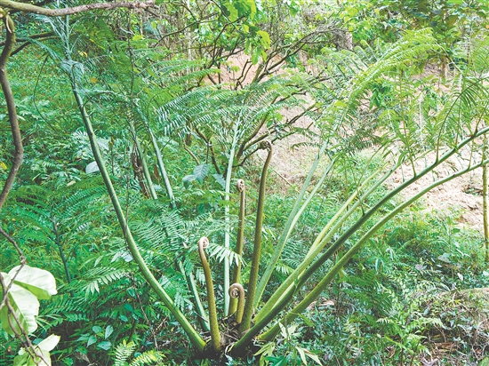 七星坑自然保护区发现新物种广东观音座莲