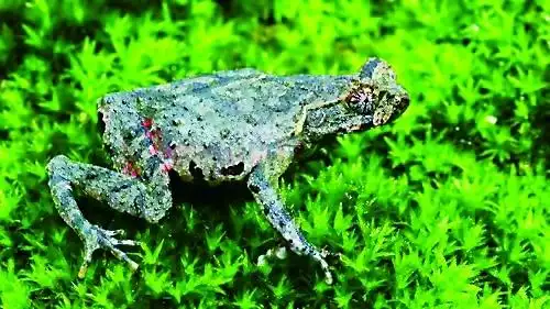 探秘自然，遇见湖湘生物“隐藏款”