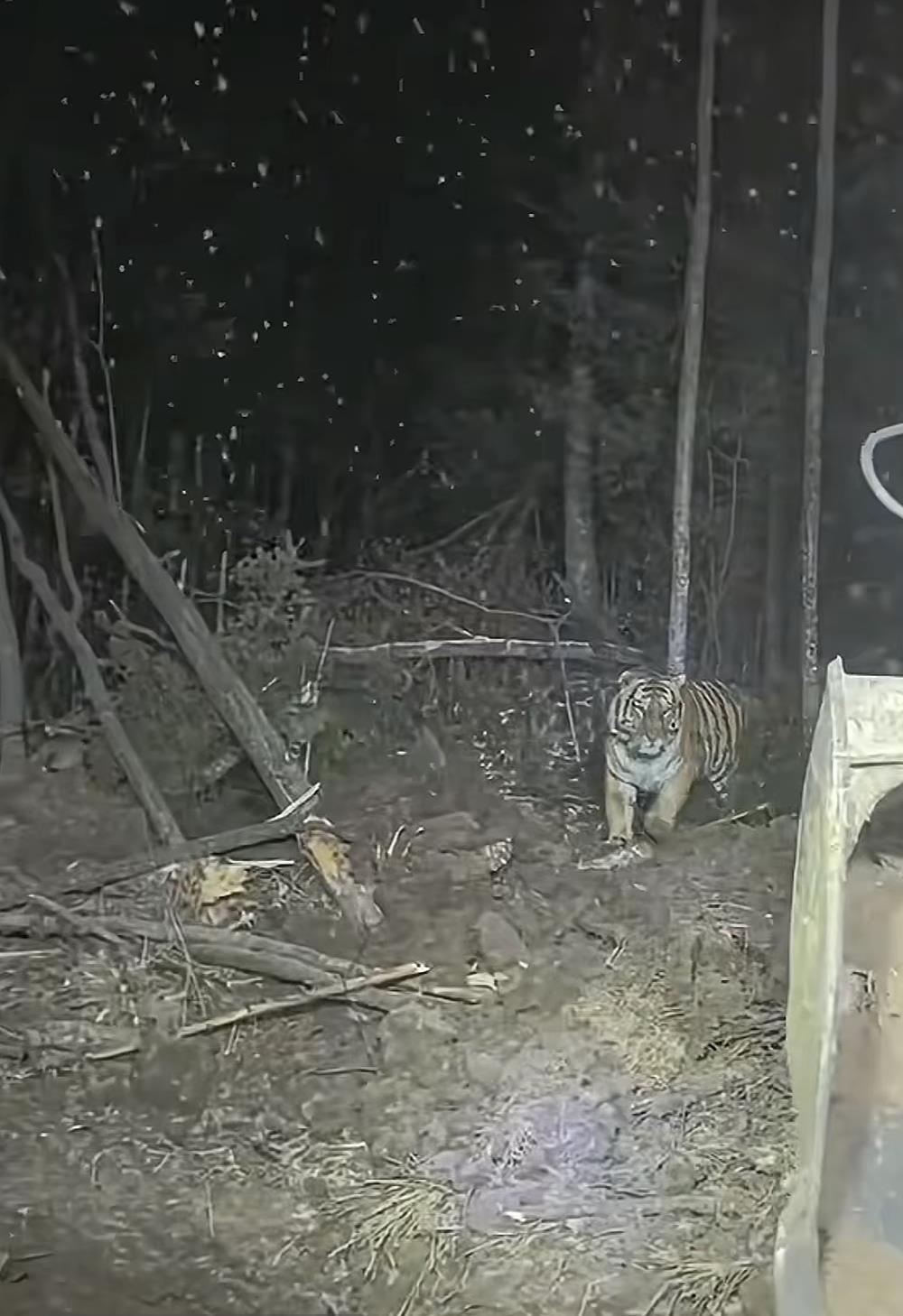 挖掘机师傅夜间山里作业偶遇东北虎，目击者：对视那几秒，大气都不敢喘