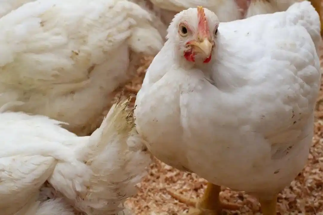 超市熟食区里20元一整只的烤鸡,能吃吗?