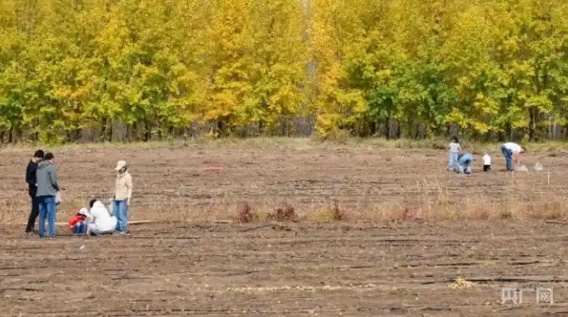挖土豆挖得不亦乐乎，“下地干活式旅游”火了？