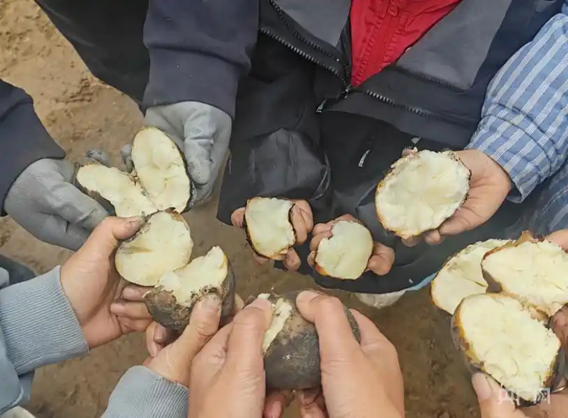 挖土豆挖得不亦乐乎,“下地干活式旅游”火了?