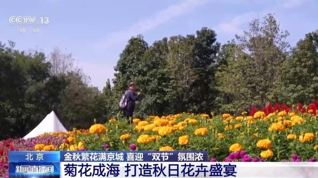 北京秋花进入盛花期 喜迎“双节”氛围浓
