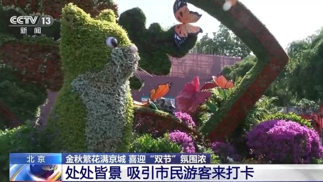 北京秋花进入盛花期 喜迎“双节”氛围浓