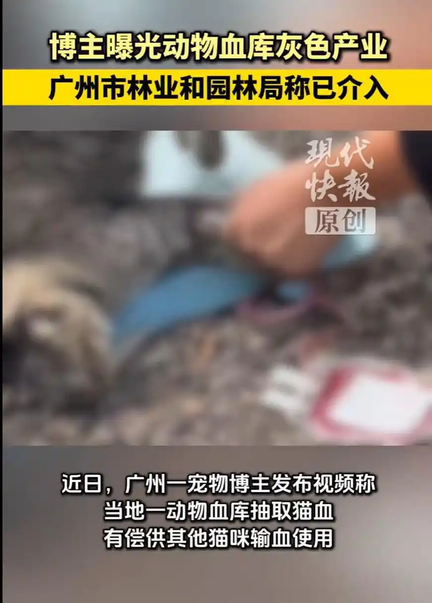 动物血库灰色产业被曝光，必须斩断“以命换命”的黑色产业链