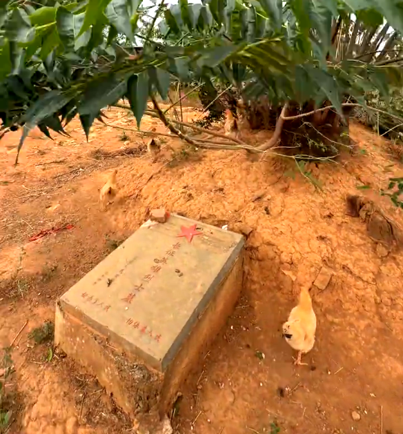 烈士墓地成养鸡场?当地回应:养鸡农户考虑不周,但平时会帮着清理杂草,目前已整改